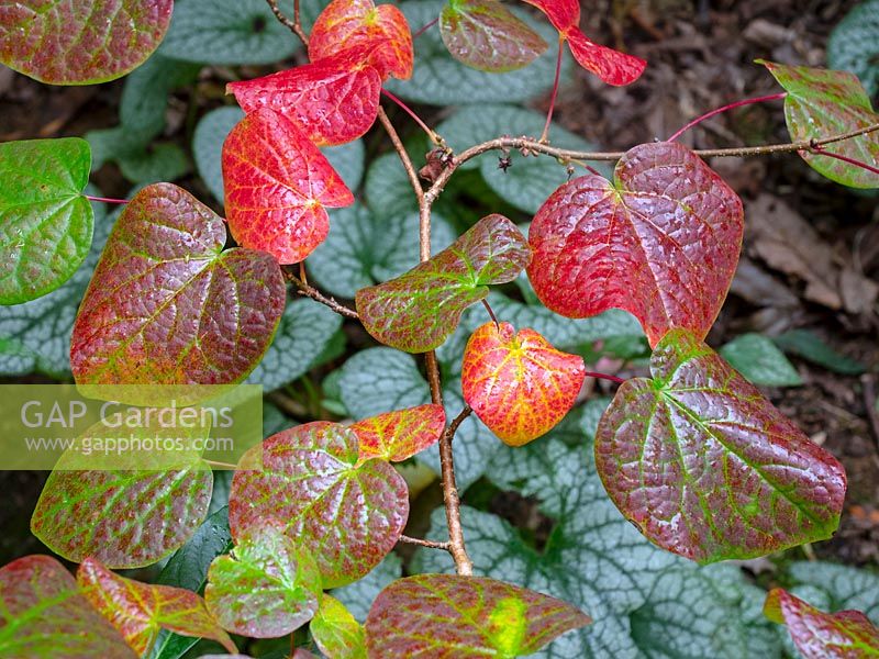 Disanthus cercidifolius leaf colour