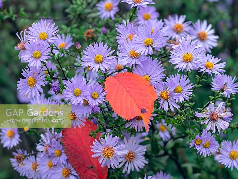 Aster amellus - Italian Aster - and fallen leaves of Prunus sargentii - Sargent's Cherry Tree