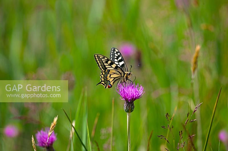 Papilio machaon ssp britannicus - Swallowtail Butterfly feeding on Cirsium dissectum - Meadow thistle