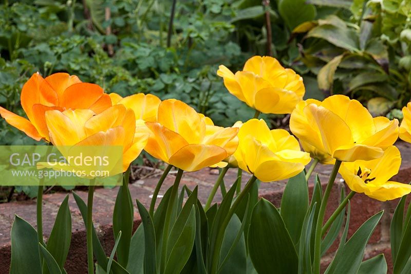 Tulipa 'Daydream' - Flowers in this variety change colour through the season, starting out yellow gradually changing to orange.