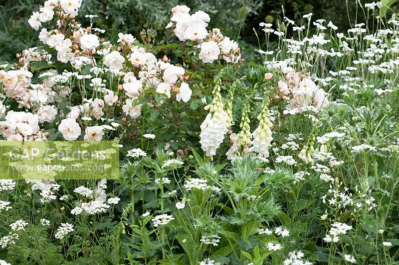 White-themed bed, plants include: Rosa 'Penelope', Orlaya grandiflora, Eryngium giganteum, Digitalis purpurea 'Alba' and Nigella damascena 'Alba'