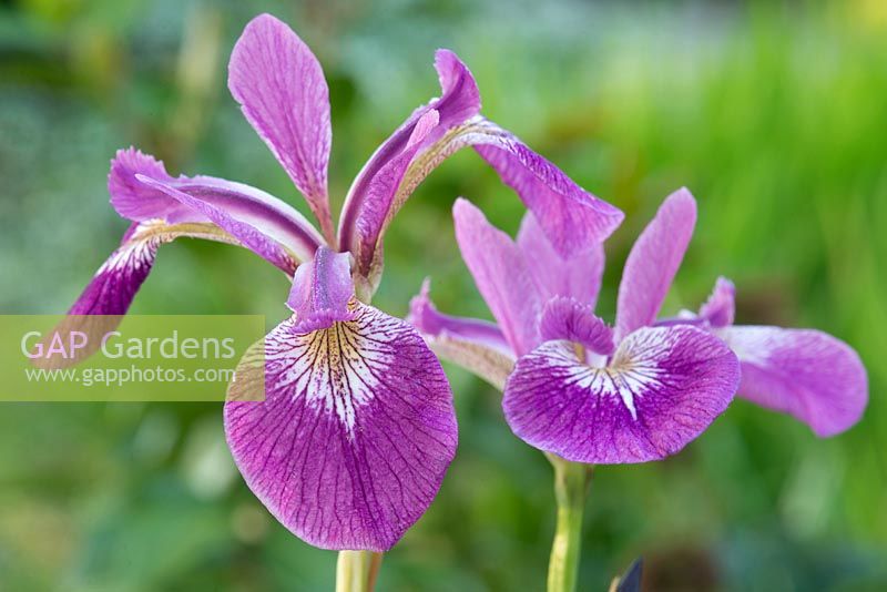 Iris sibirica 'Sparkling Rose' - Siberian Iris