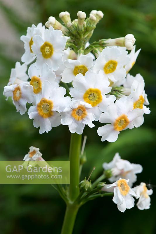 Primula japonica 'Postford White'