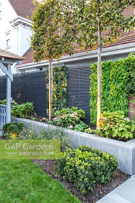 Boundary with neighbours, trained pleached Carpinus betulus - Hornbeam, slatted grey fencing with artificial plants in blocks and in a raised bed