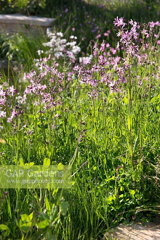 Lychnis flos-cuculi - Ragged robin in The Dew Pond Show Garden, designed by Christian Dowle at Malvern Show, 2018.
 

