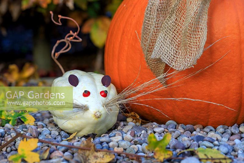 Pumpkin mouse made with Pumpkin 'Swan White' with ornamental grass whiskers, rose hip eyes, Berberis ears and twisted Hazel tail. 