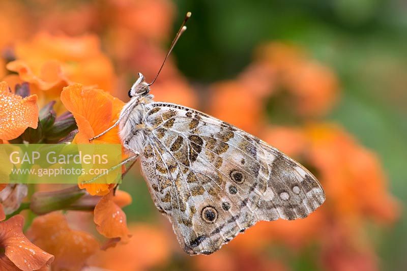 Vanessa cardui - Painted Lady on Erysium 'Apricot Delight'