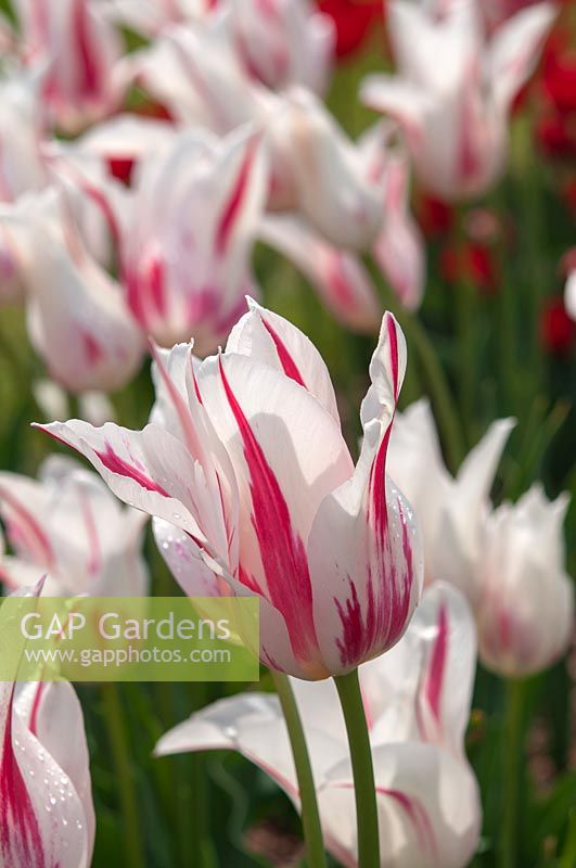 Lily-flowered Tulipa 'Marilyn'