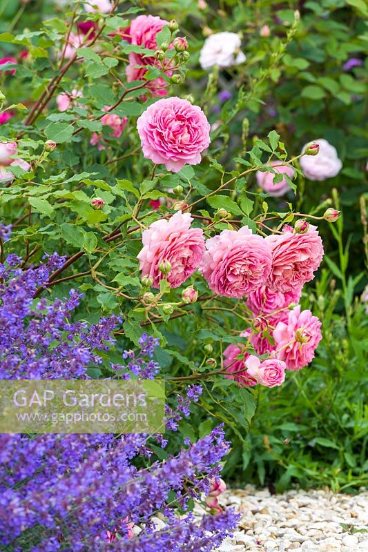 Rosa 'Jubilee Celebration' and Nepeta - Catmint 