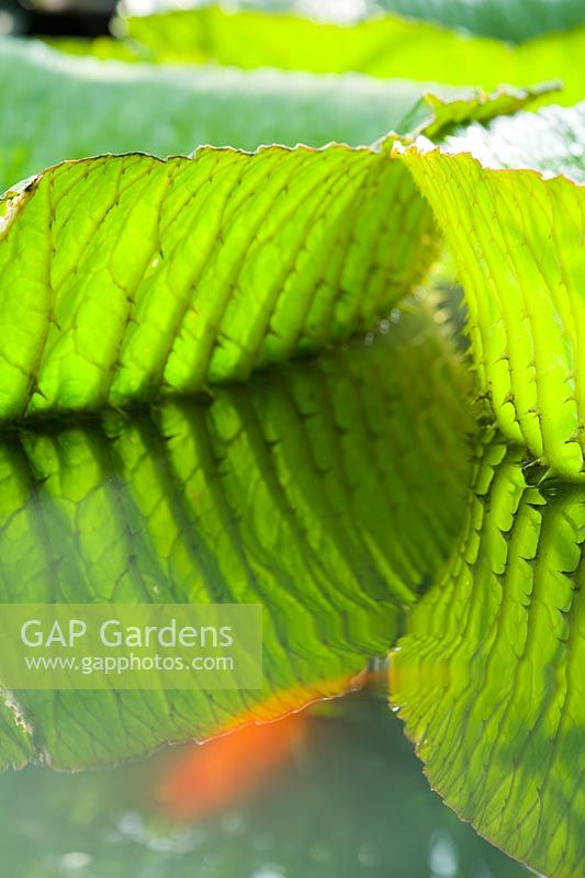Victoria cruziana - Waterlily - Detail of leaves reflected in water.