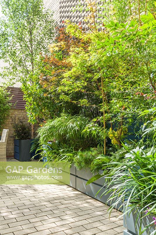 Paved town garden with large colourful containers for a wide range of plants including Cercidiphyllum japonicum, birches, japanese maples, bamboos and ferns.