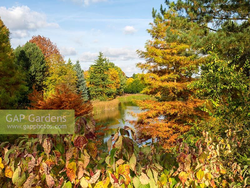 Looking across the lake at Bodenham Arboretum, with lots of autumn colour and a blue sky. 