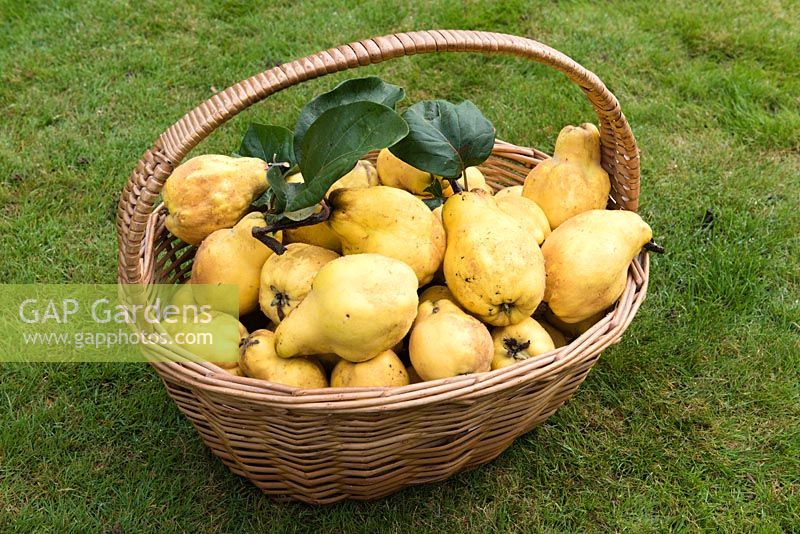 A wicker basket of Quince. 