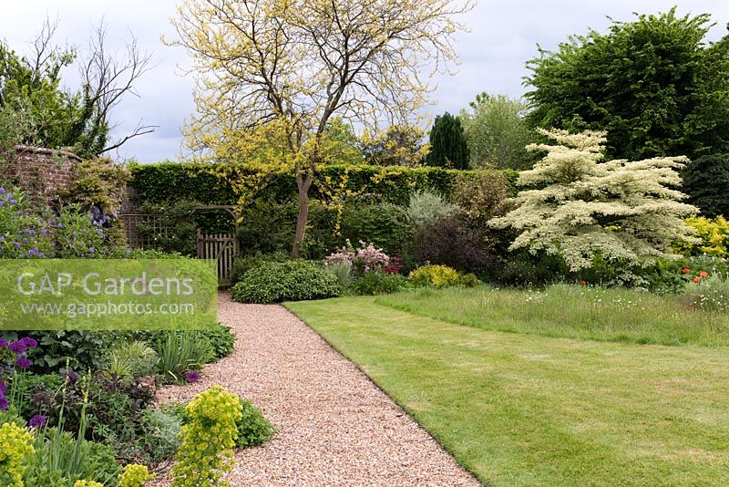 A gravel pathway separates a mixed border and lawn which hosts a small wild flower meadow, with a herbaceous border containing a Glediitsia tree and Cornus contoversa 'Variegata' or wedding cake tree behind.