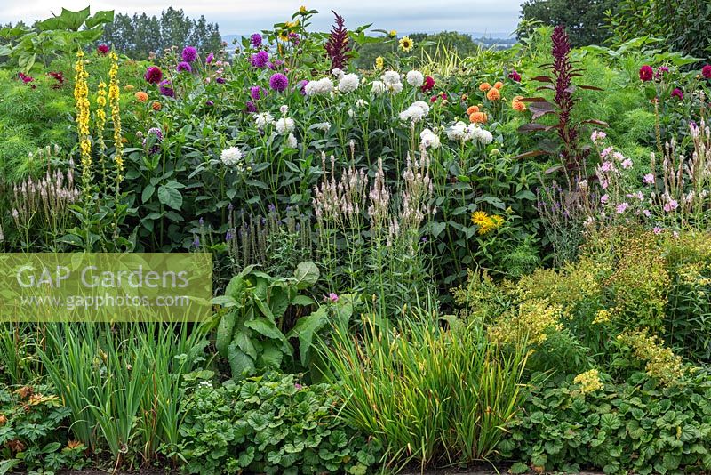 Border planted with dahlias and herbaceous perennials including Linaria, mallow, helianthus, verbascum and phlox.