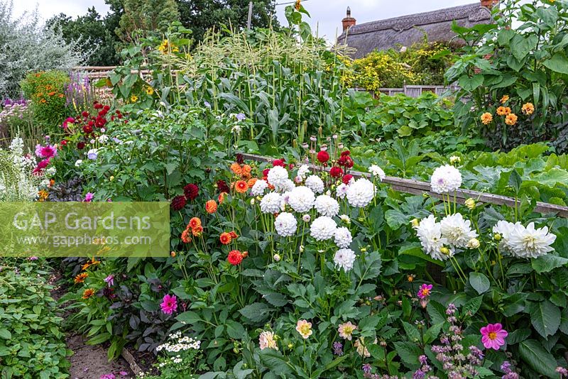 View towards thatched cottage over dahlias and vegetable garden planted with courgettes and sweetcorn.