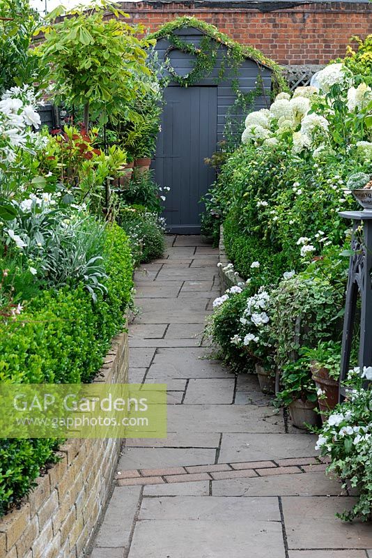 View along paved path to garden shed, passing raised beds edged in box hedging, planted with white agapanthus, cosmos, hydrangeas, geraniums and roses.