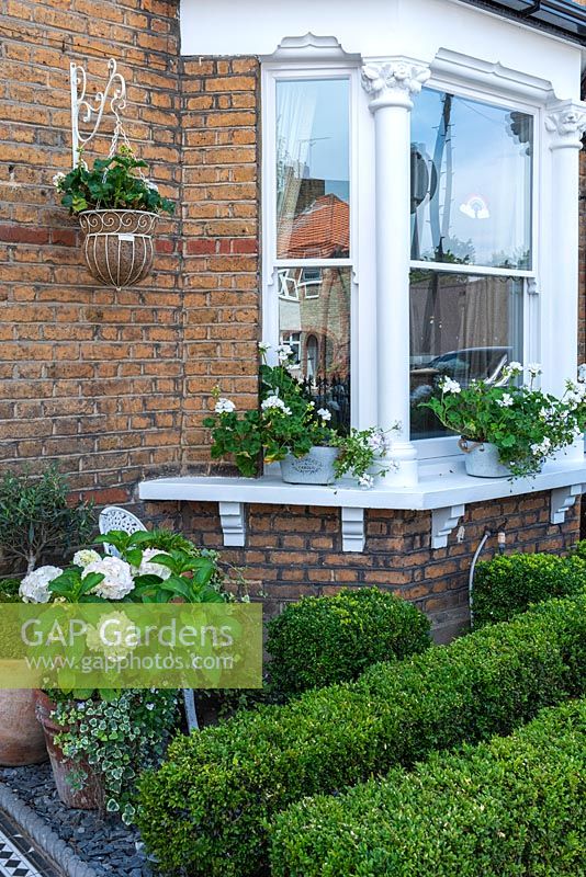 Small front garden on busy town street, planted with box hedges and hydrangeas. Window sill has pots of white geraniums.