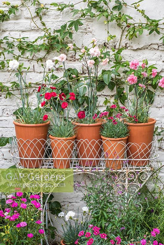 Collection of scented dianthus - Pinks in terracotta pots with jardinere