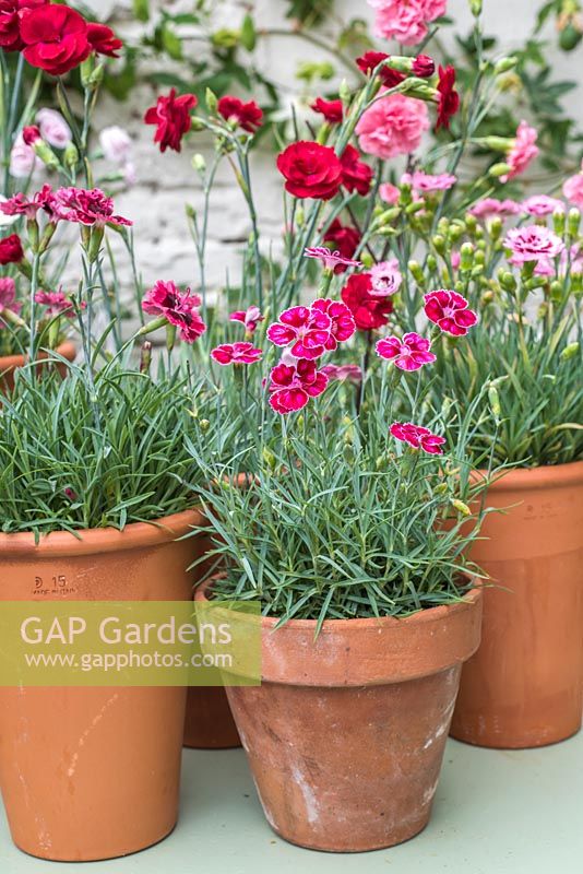 Collection of scented dianthus - Pinks in terracotta pots on metal table
