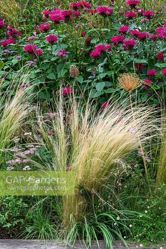 Stipa tenuissima - Pony tails grass adds movement and tempers the riot of flower colour.