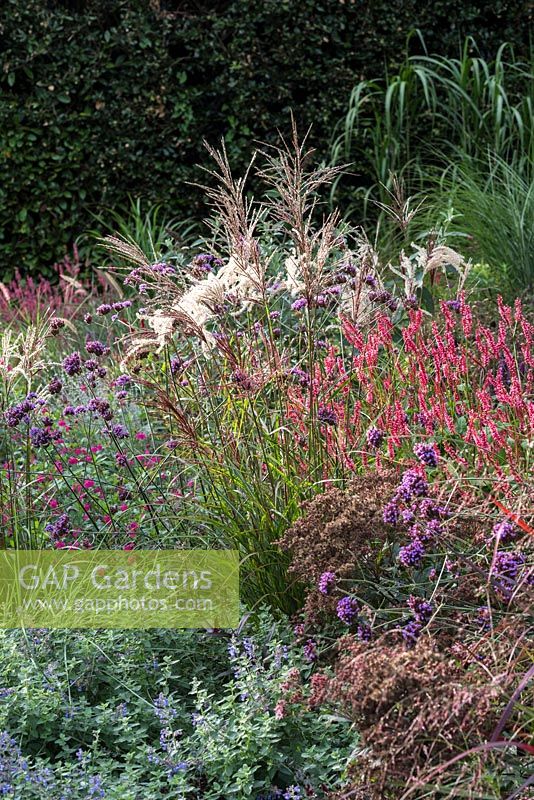 Autumn border with Miscanthus malepartus, red bistort, white sanguisorbas, Verbena bonariensis and catmint.