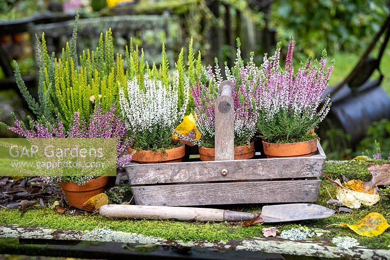 Calluna heathers in a wooden trug with tools