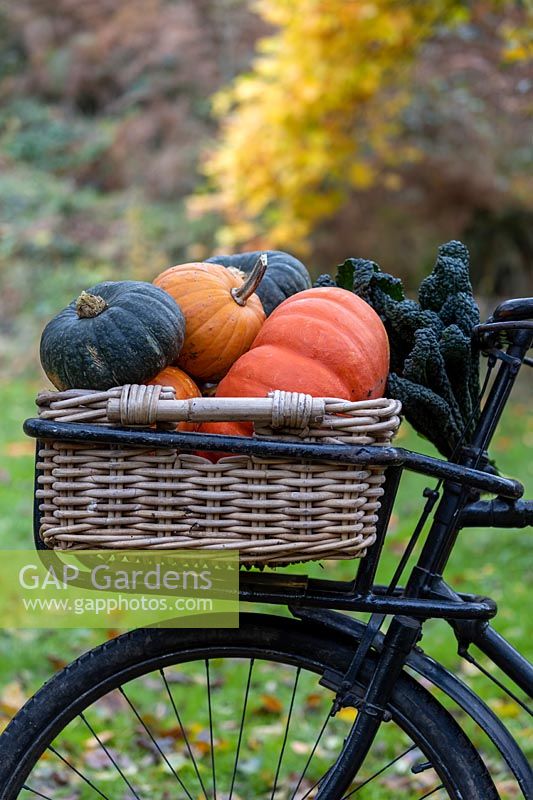 Old trade bike with basket full of Winter squash. 