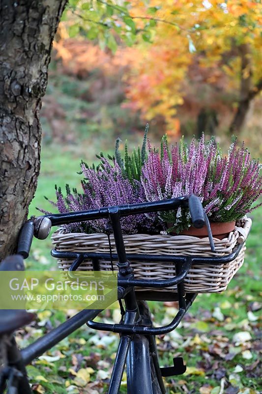 Heathers - calluna vulgaris in basket of old trade bike