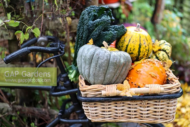 Pumpkins and Squash in the basket of a trade bike