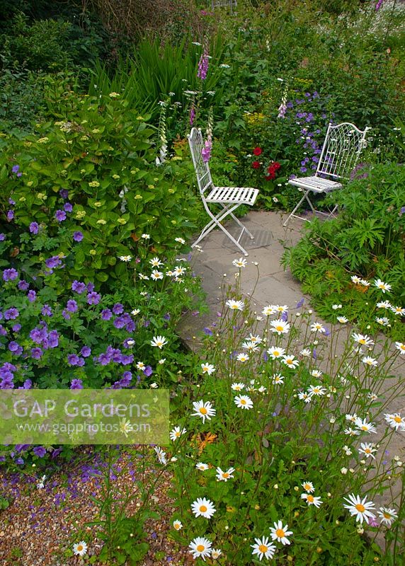 White metal chairs and borders planted Leucanthemum vulgare - 'Oxeye Daisy' and Geranium pratense 'Meadow cranesbill'