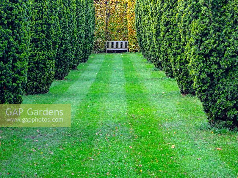 View down the lawn in between an avenue of Taxus baccata 'Fastigiata Aureomarginata' - Golden Irish Yew - to a wooden bench