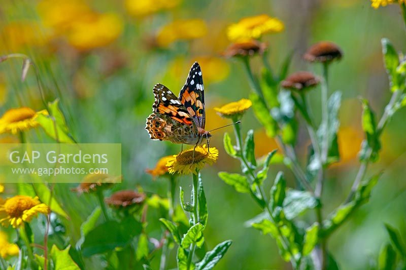 Vanessa cardui - Painted Lady Butterfly - feeding on flower of Pulicaria dysenterica - Common Fleabane   