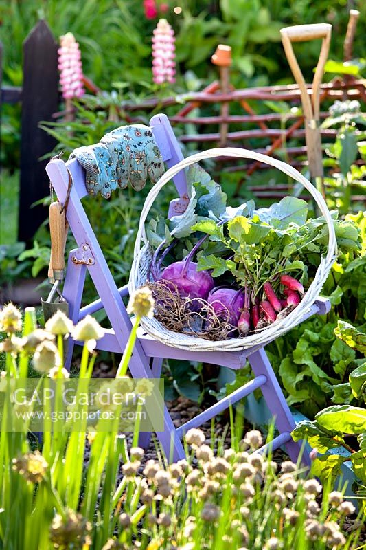 Harvested Brassica oleracea var. gongylodes - Purple Kohlrabi in trug on chair in vegetable garden. 