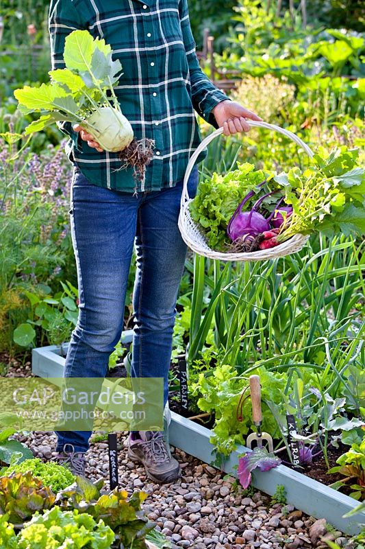 Woman with basket of harvested vegetables including kohlrabi.