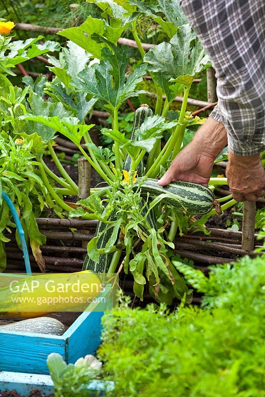 Man picking Courgette 'Striato d Italia' in vegetable garden.