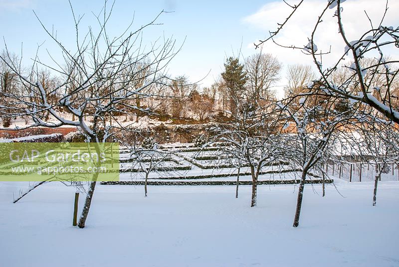 Snow covered fruit trees in an orchard