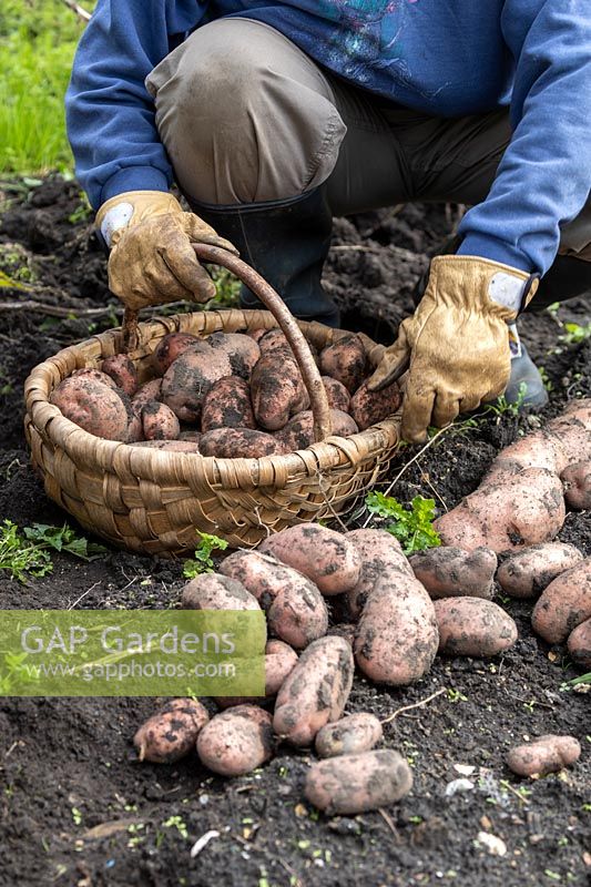 Harvesting Sarpo Mira blight resistant, maincrop potatoes