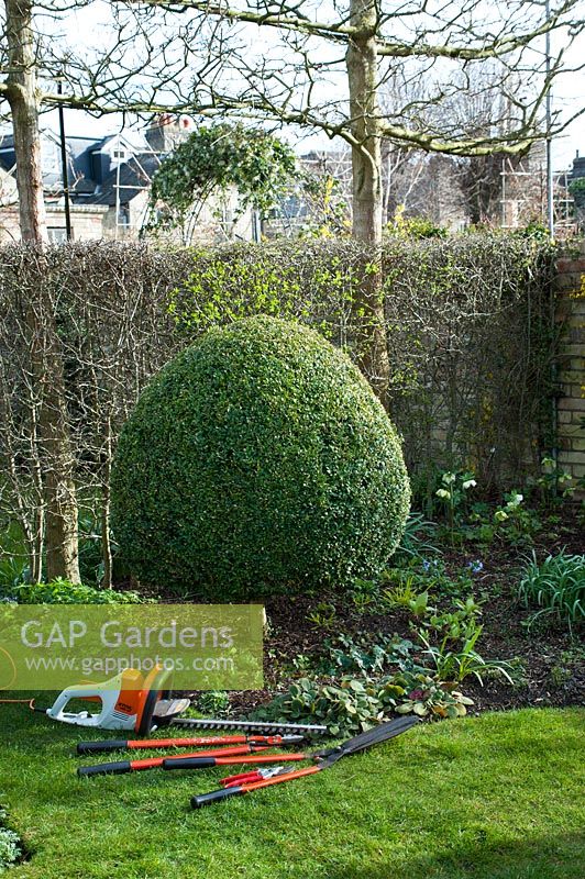 Tools laid out ready to reshape overgrown Buxus sempervirens - Box - topiary 