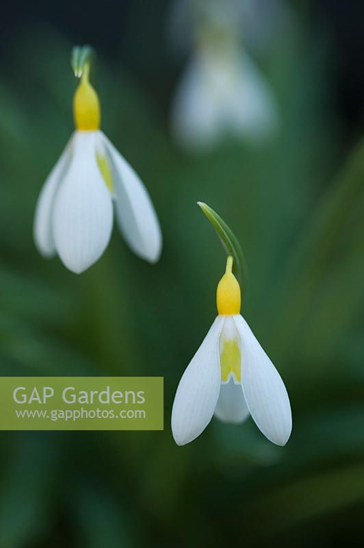 Galanthus plicatus 'Wendy's Gold' - Snowdrop