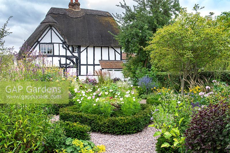 A contemporary garden with Amelanchier, a gravel area and yew-edged beds of  tall perennials, ornamental grasses and Cosmos, thatched cottage beyond
