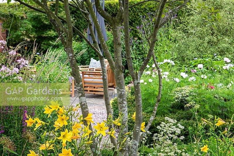 View of a seating area, seen through the stems of multi-stemmed Amelanchier lamarckii, underplanted with Hemerocallis - Daylily, Lythrum and Astrantias