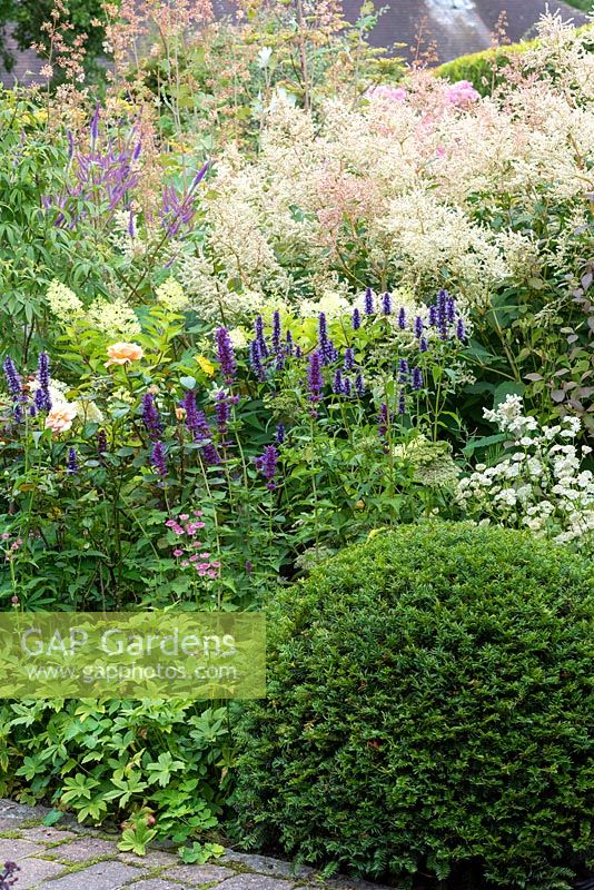 A Taxus - Yew - dome in front of a bed of mixed flower bed. Planting includes: Astrantia, Agastache 'Blackadder', Rosa 'The Lark Ascending' - English Shrub Rose, Hydrangea, Veronicastrum and a froth of Persicaria polymorpha, Bistort and Macleaya