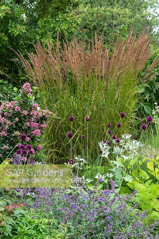 A clump of Calamagrostis x acutiflora 'Karl Foerster' - Feather Reed Grass - in a mixed with Escallonia, Allium, Eryngium and Nepeta 