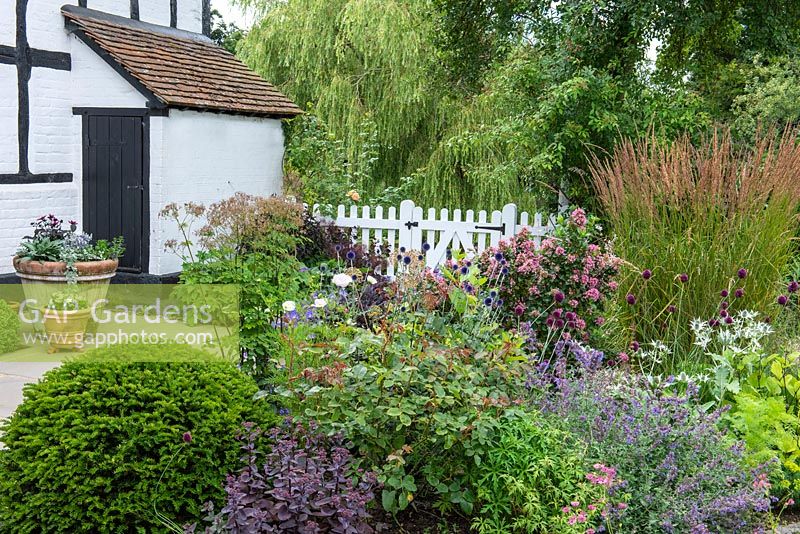 View over a mixed bed to white picket fence, gate and cottage. Plants in bed include: Taxus - Yew - dome topiary, Sedum, Nepeta, Echinops, Allium, Escallonia laevis 'Pink Elf' and a clump of Calamagrostis x acutiflora 'Karl Foerster'