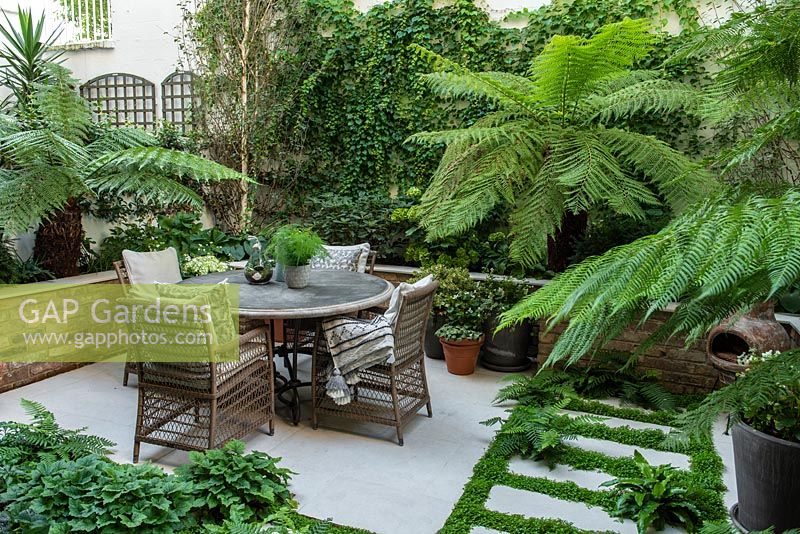 Enclosed courtyard with raised beds and outdoor dining. Green and white colour scheme with Dicksonia antarctica - Tree Fern, between paving, ferns and Soleirolia soleirolii syn. Helxine soleirolii - Mind-your-own-business