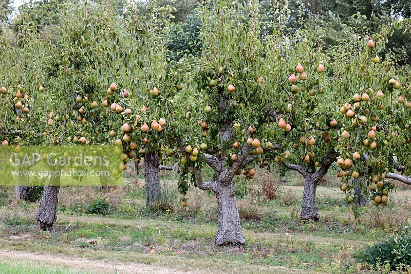 View of pear trees - Pyrus communis  'Merton Pride' in the orchard at Waterperry Gardens, Oxfordshire, UK.