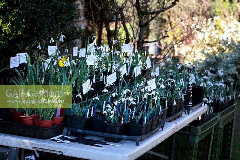 Pots of named varieties of Galanthus nivalis - Snowdrop - for sale