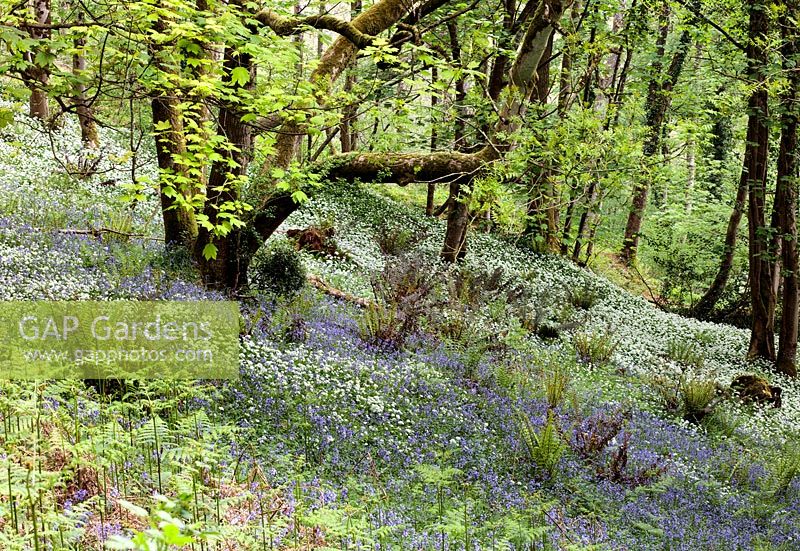 A woodland with Pteridium aquilinum - Bracken, Hyacinthoides non-scripta - Bluebell and Allium ursinum - Wild Garlic