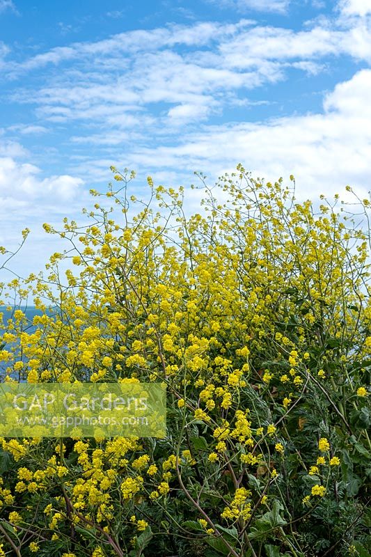 Brassica nigra - Black Mustard